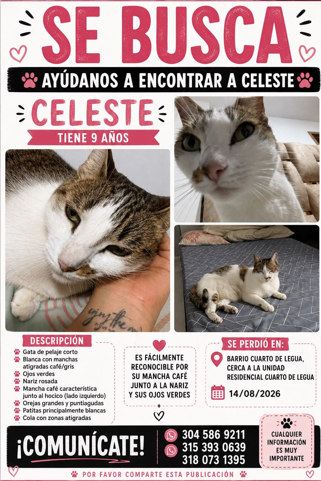 CELESTE · Gato blanco