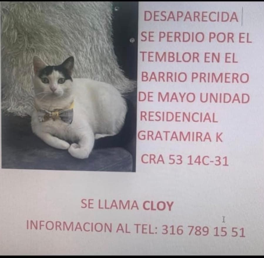 CLOY · Gato blanco
