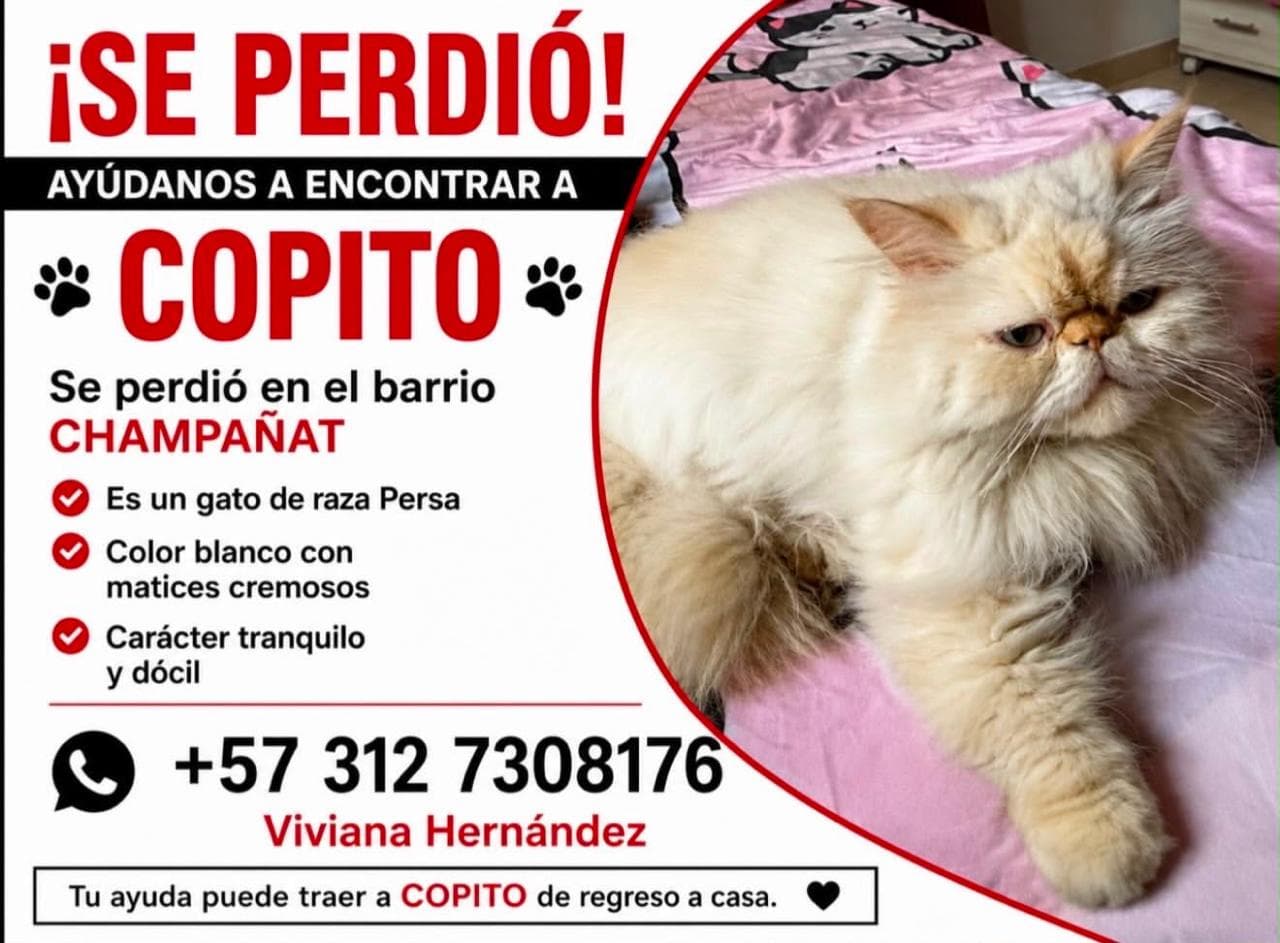 COPITO · Gato blanco, persa