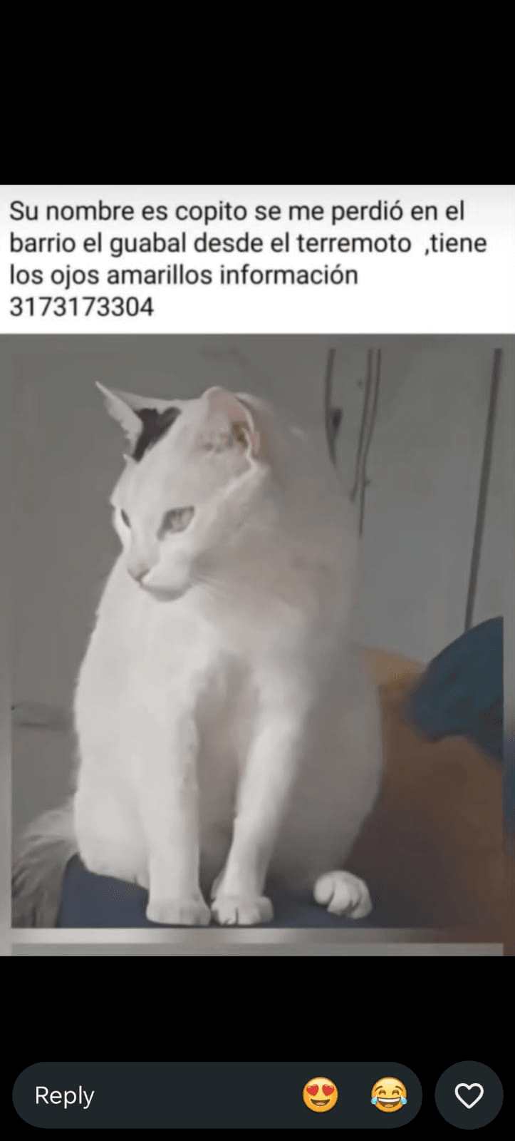 copito · Gato blanco