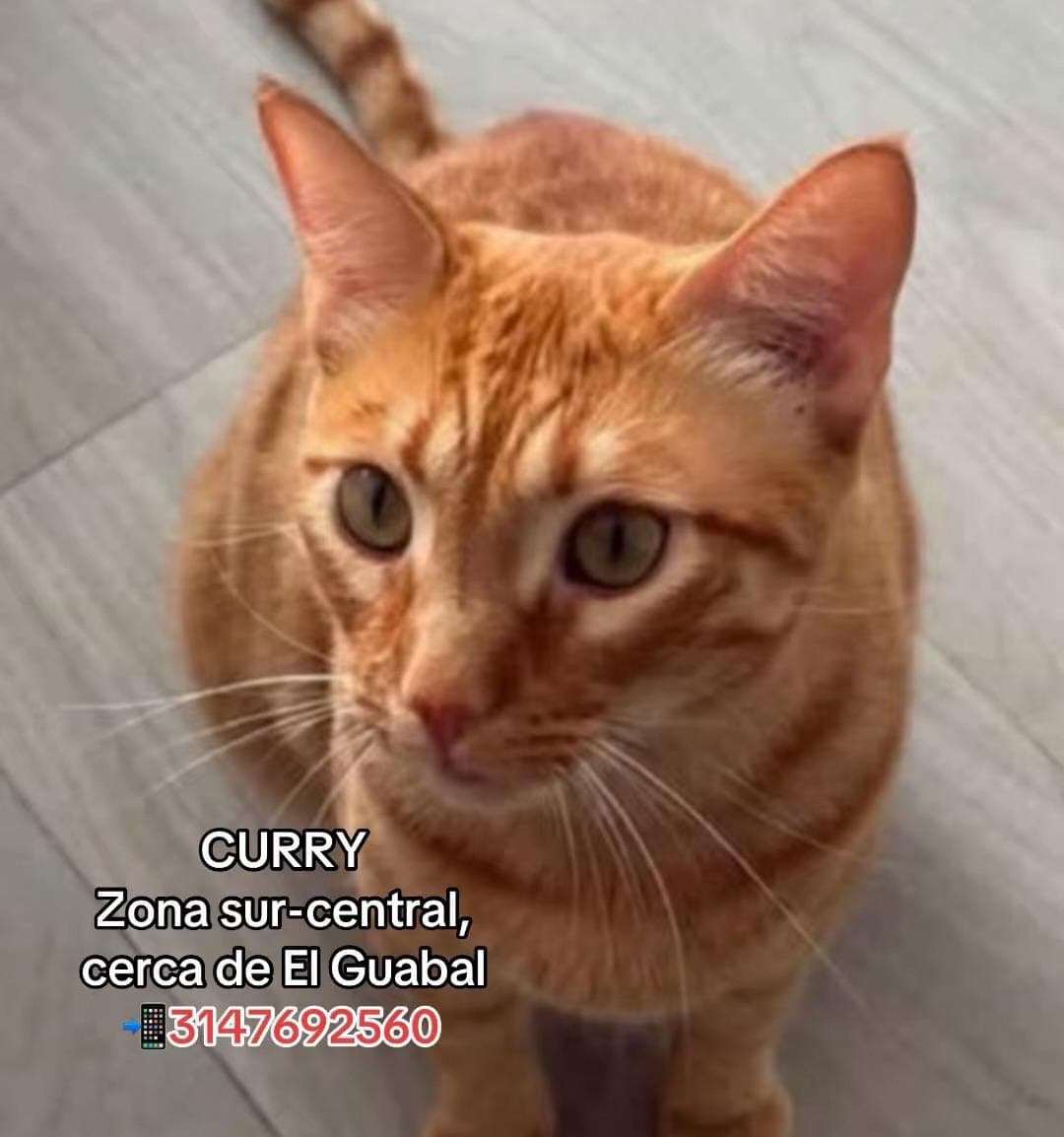 CURRY · Gato naranja
