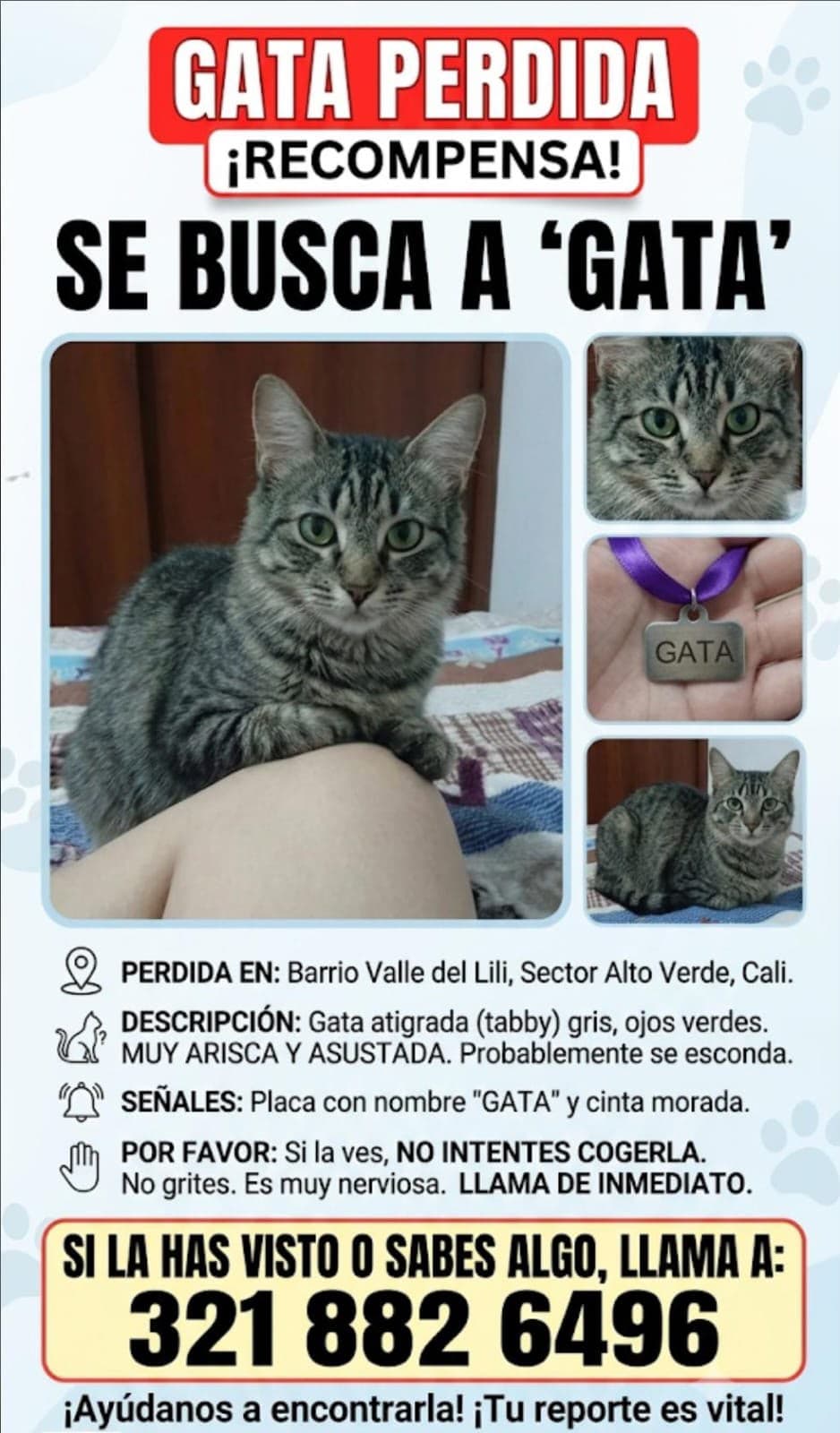 GATA · Gato gris