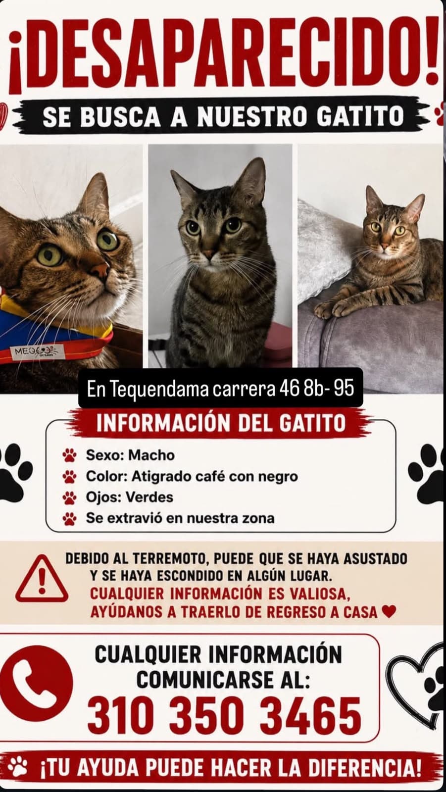 GATITO · Gato atigrado café