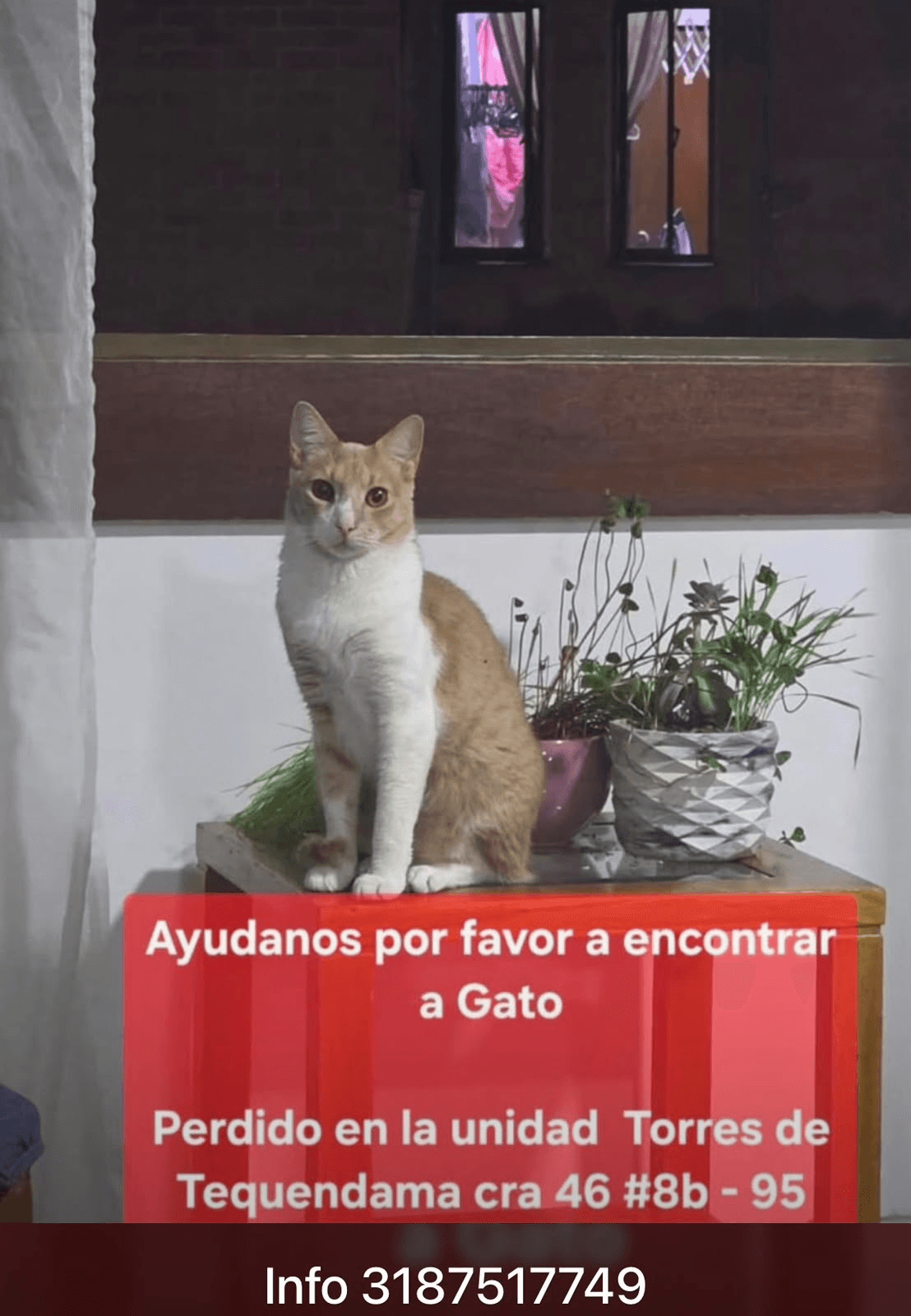 Gato · Gato naranja