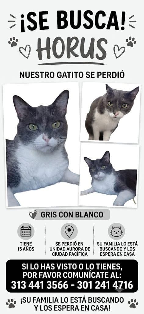 HORUS · Gato gris