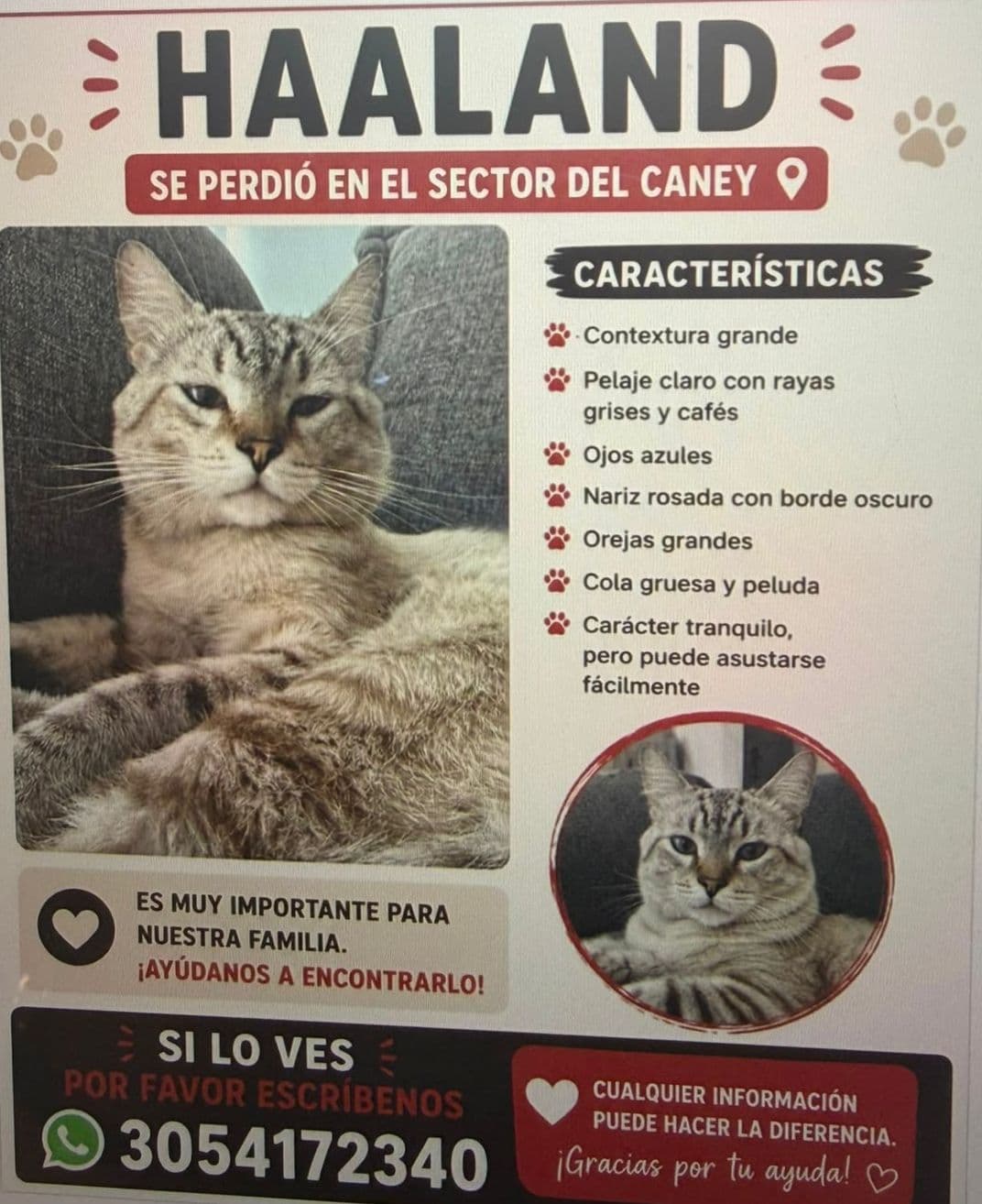 HAALAND · Gato grande, gris