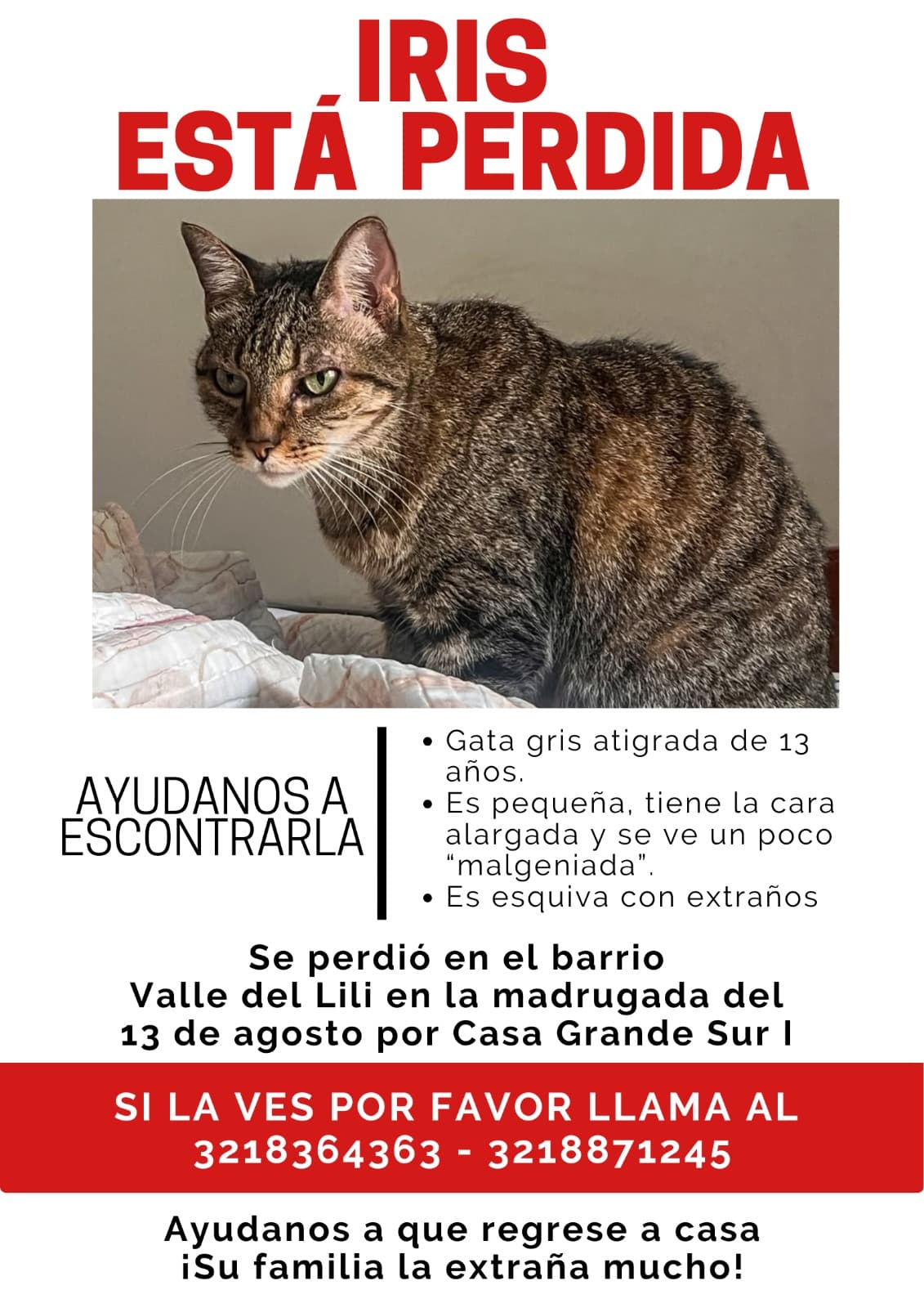 Iris · Gato pequeño, gris