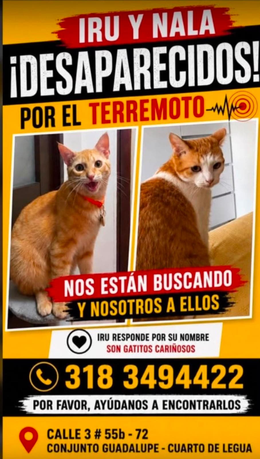 IRU Y NALA · Gato naranja