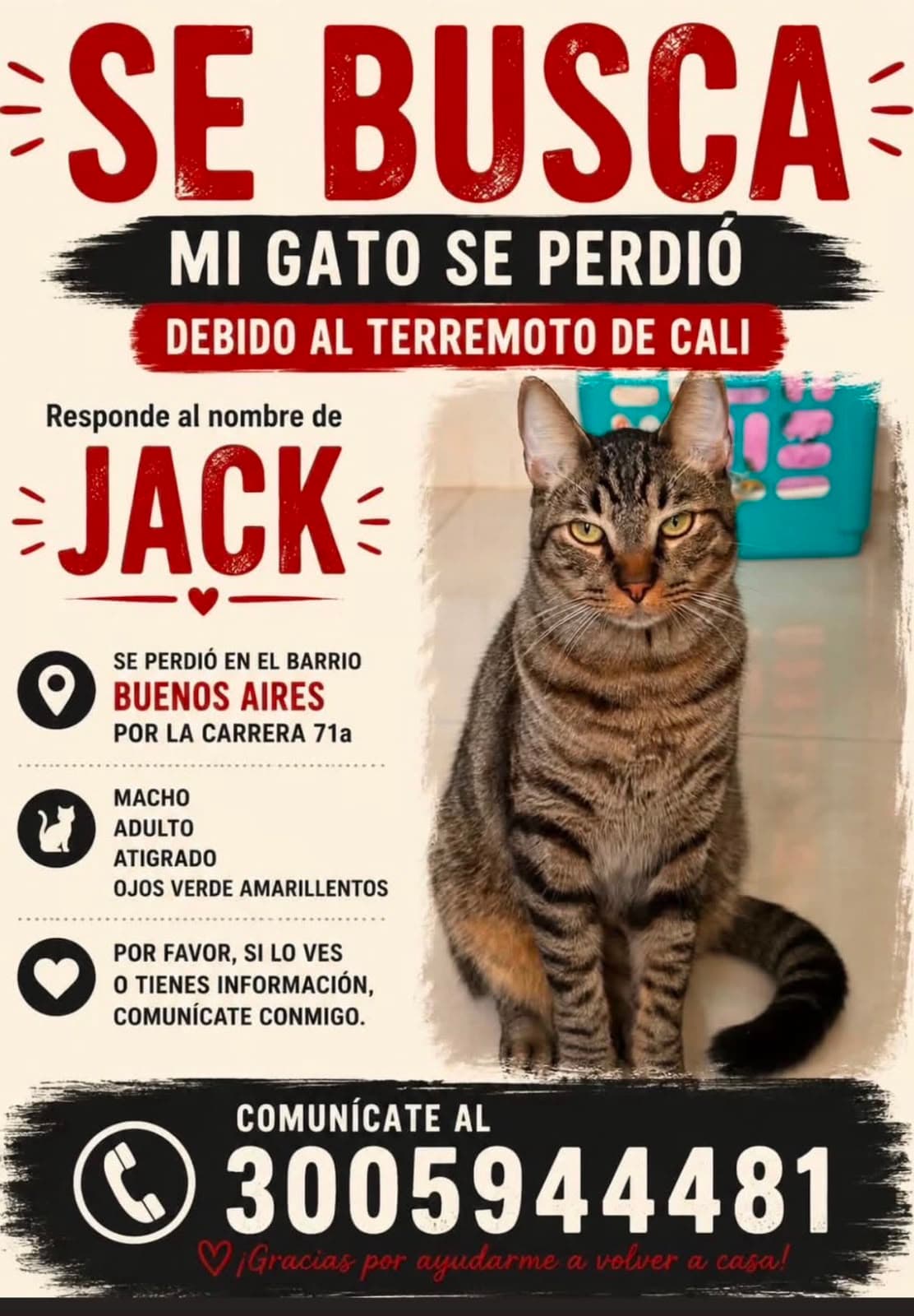 JACK · Gato atigrado