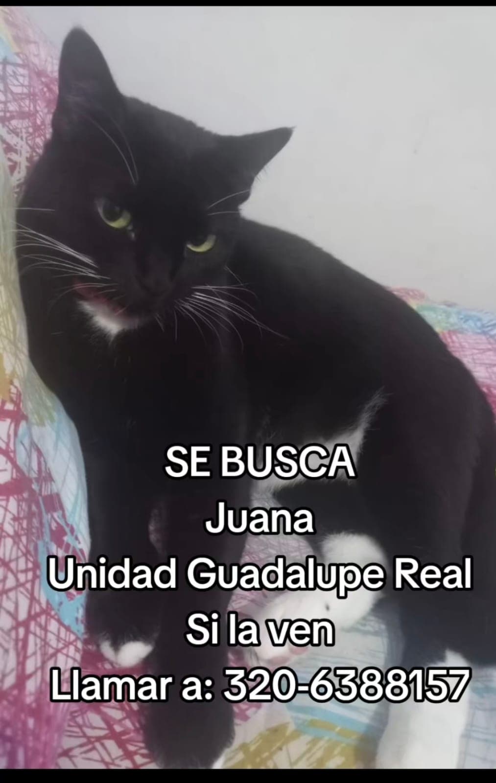 Juana · Gato negro