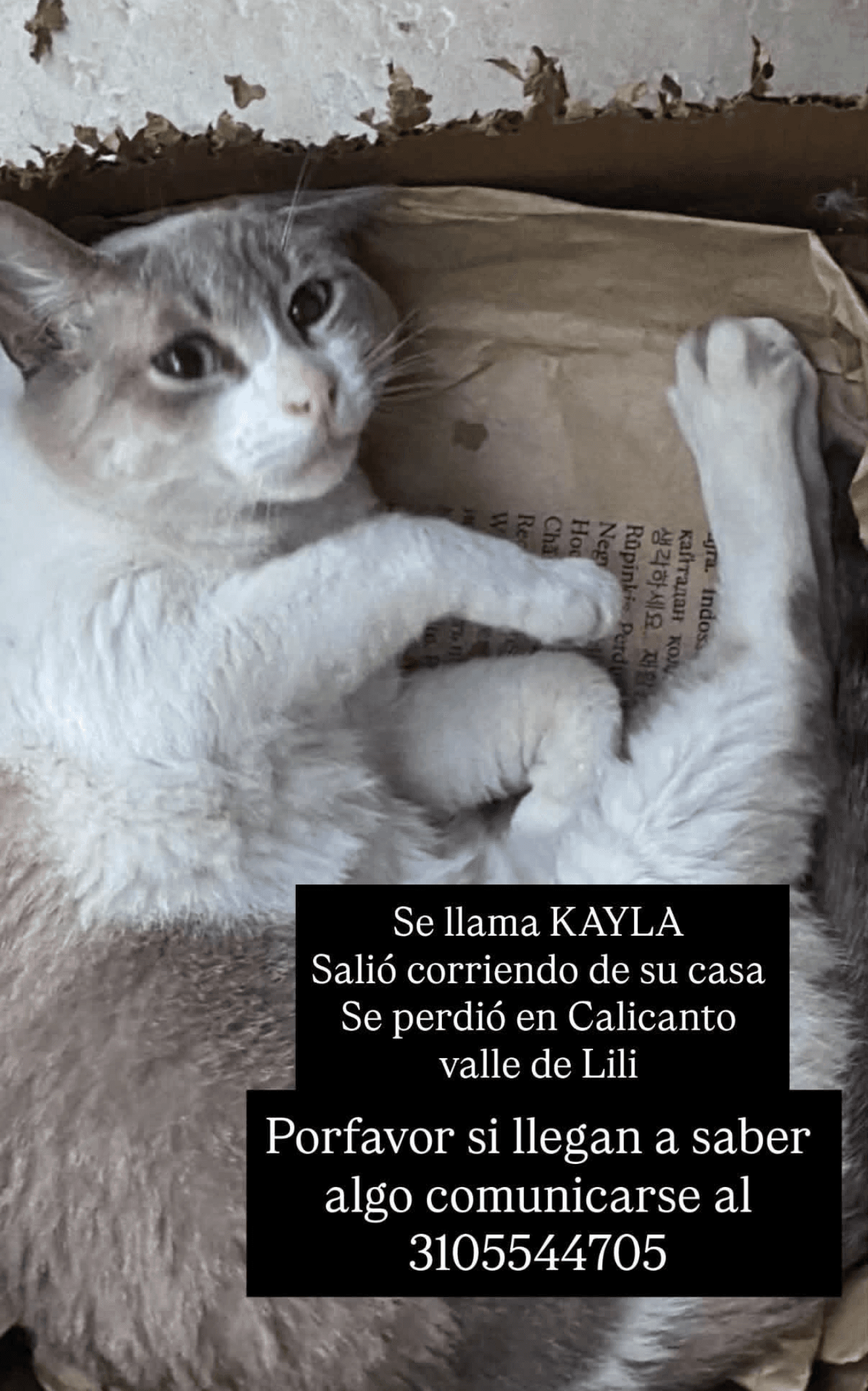 KAYLA · Gato gris