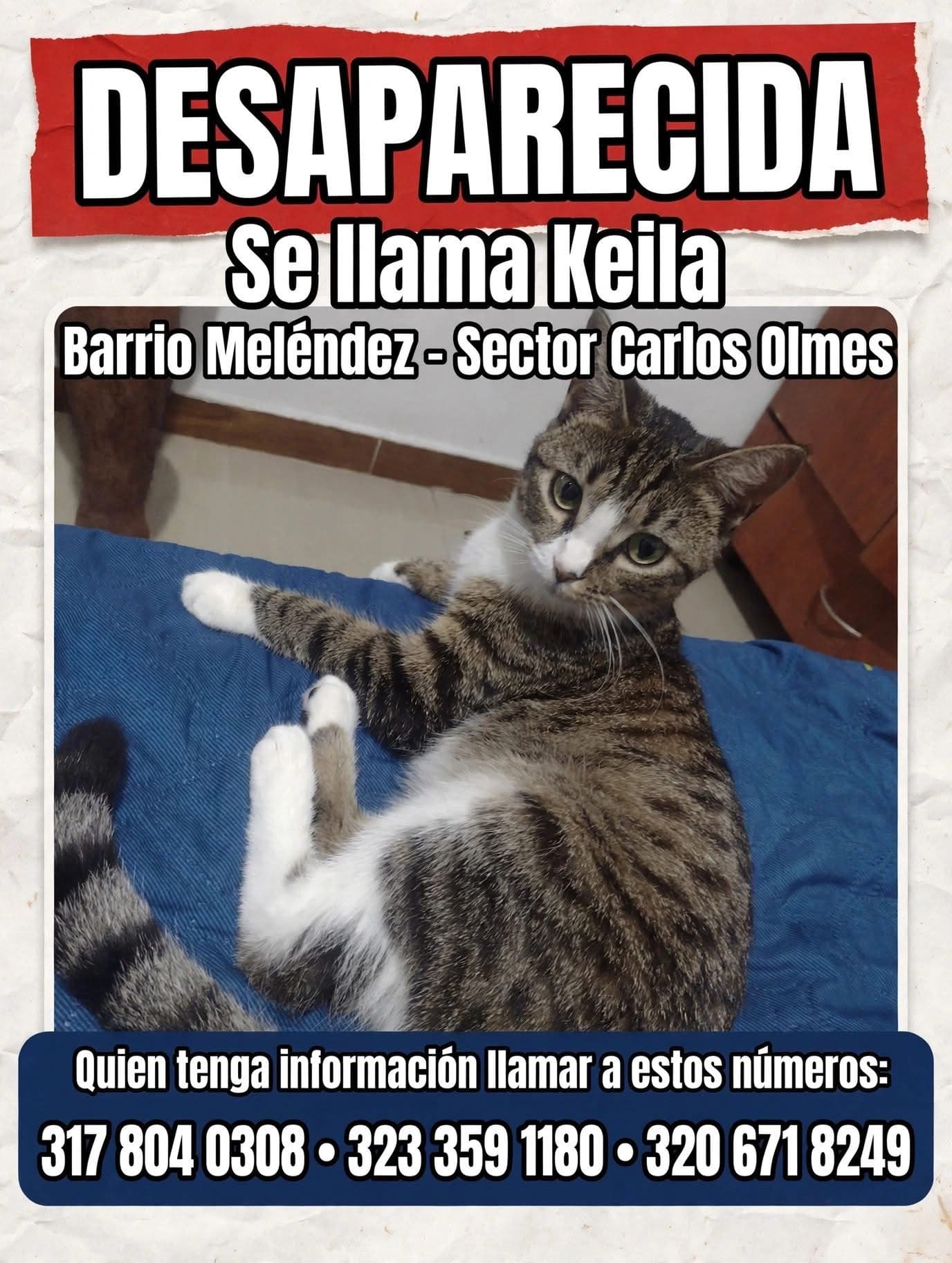 Keila · Gato gris