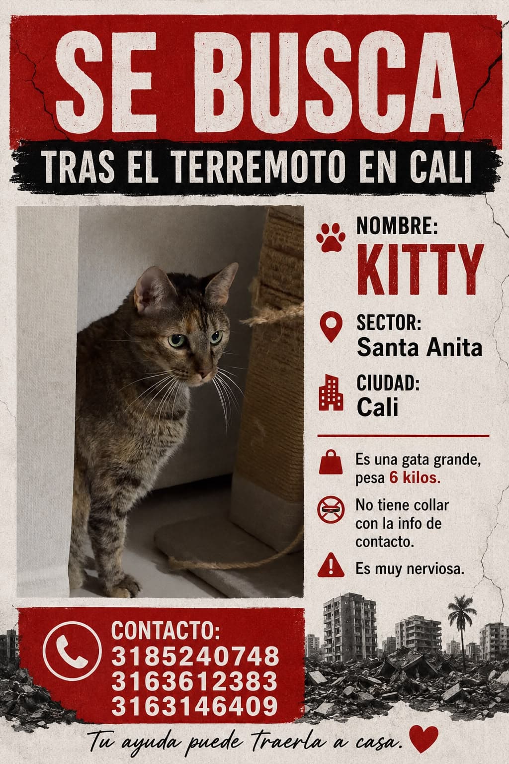 KITTY · Gato grande, marrón atigrado
