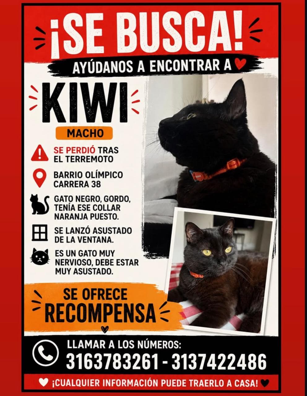 KIWI · Gato negro