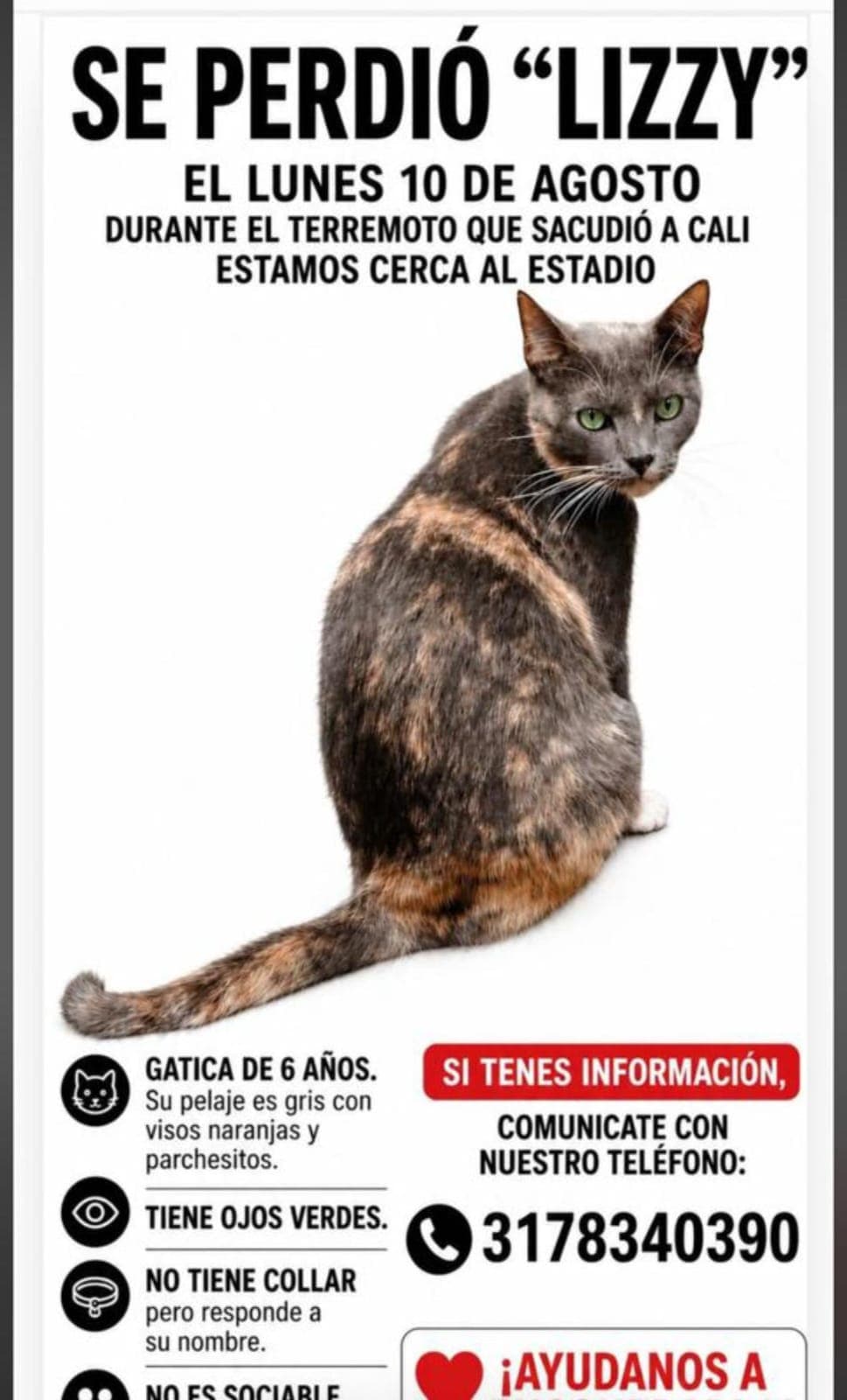 LIZZY · Gato gris
