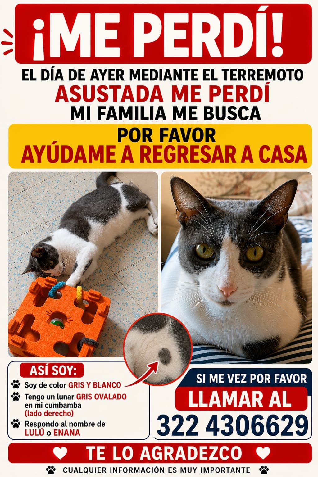 LULÚ o ENANA · Gato gris