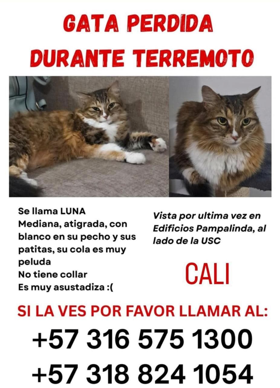 LUNA · Gato mediano, atigrada