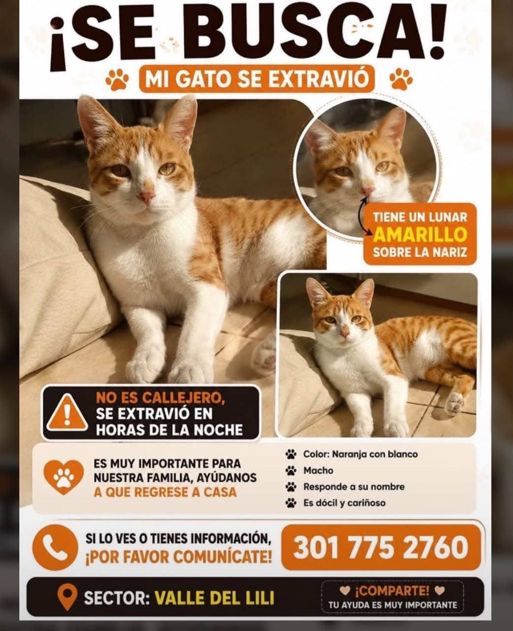 LUNAR AMARILLO · Gato naranja