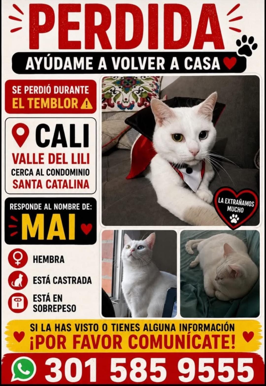 MAI · Gato blanco