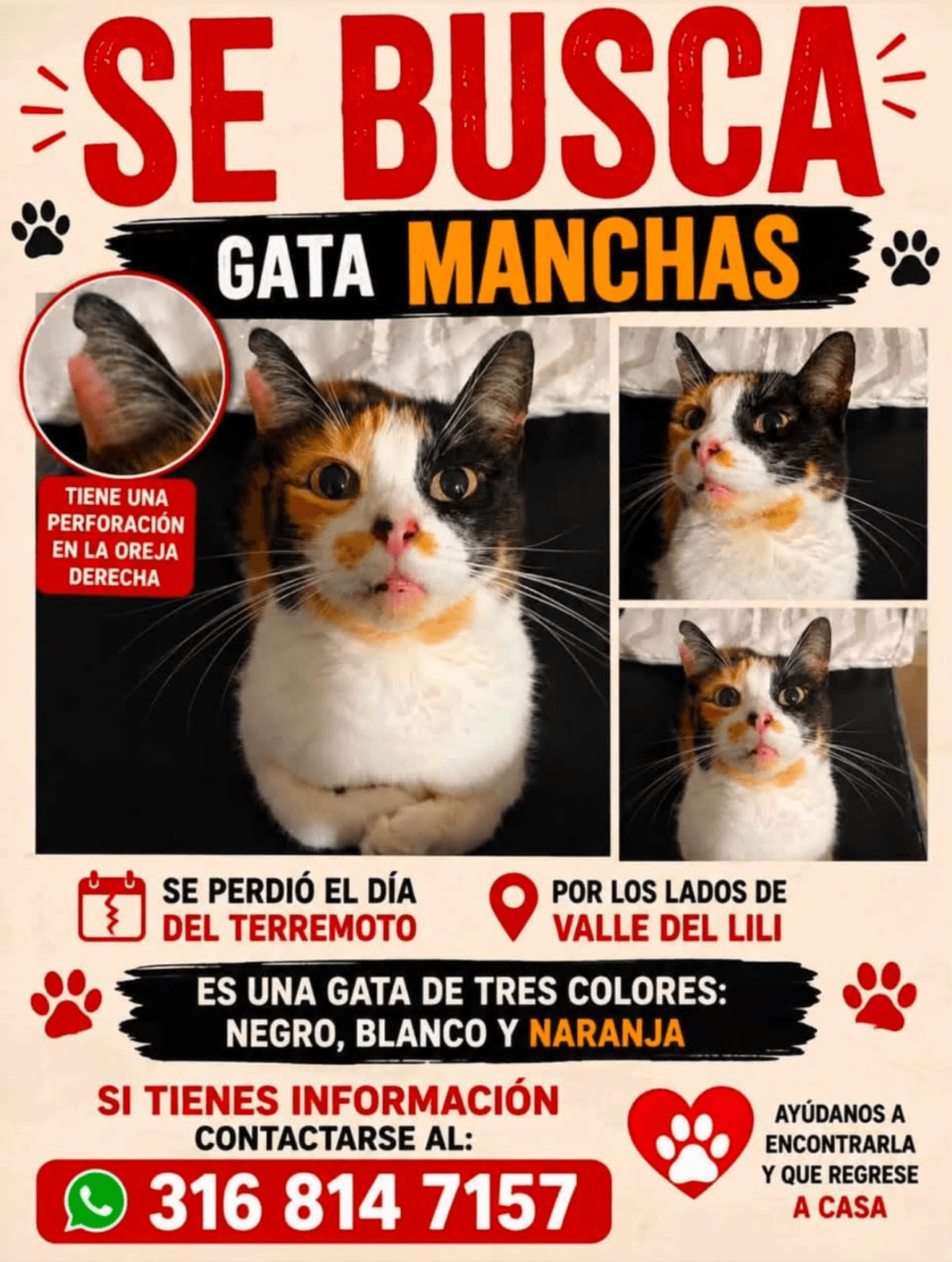 Manchas · Gato negro
