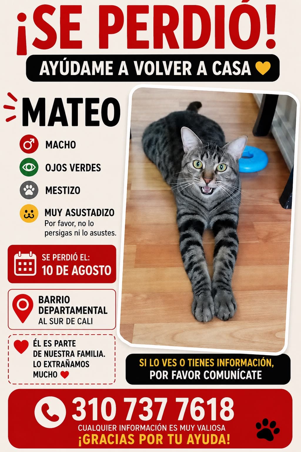 MATEO · Gato gris, mestizo