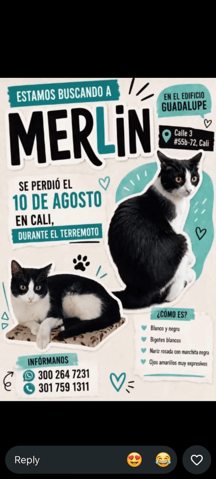 MERLIN · Gato blanco