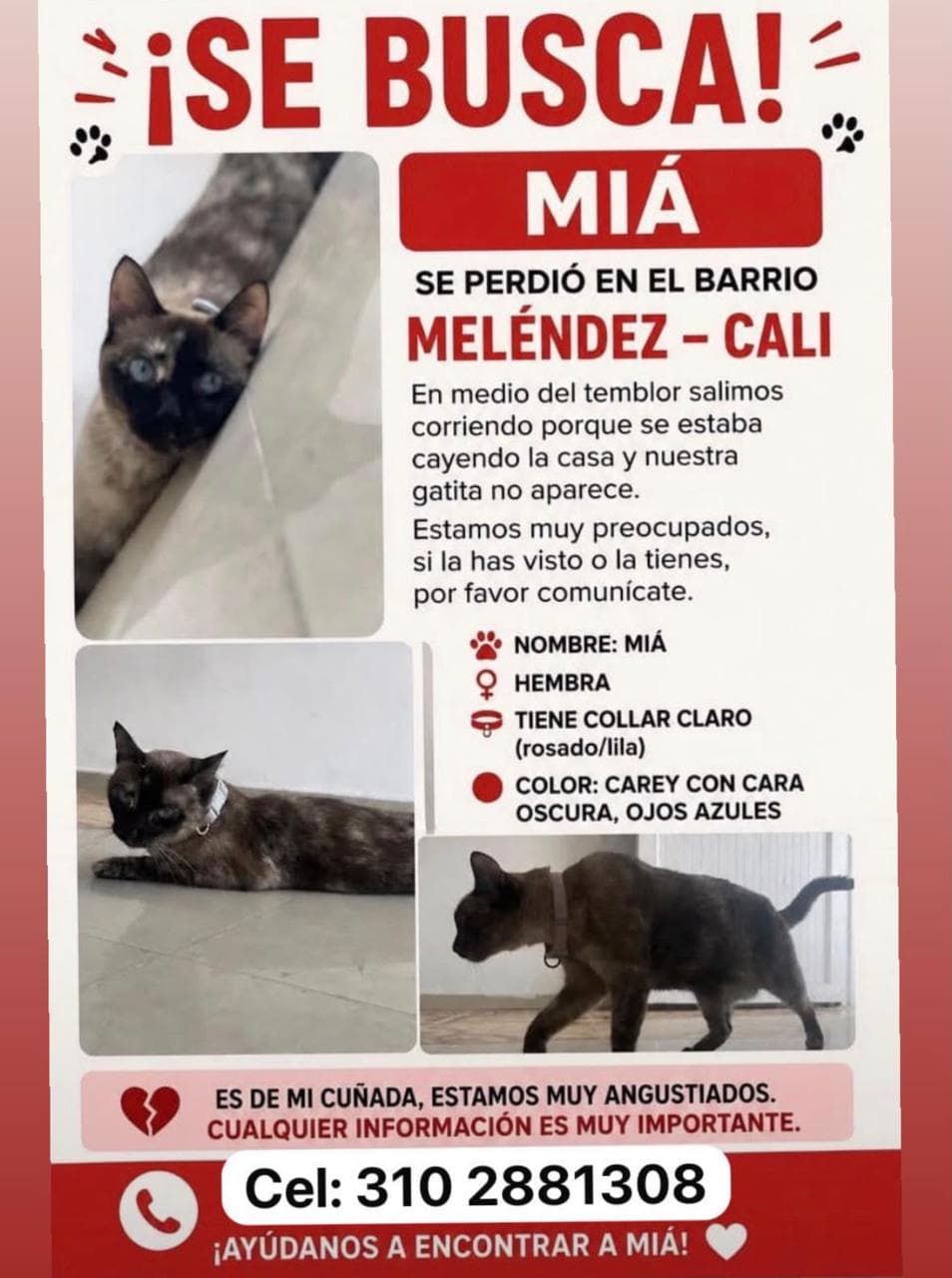 MIÁ · Gato carey