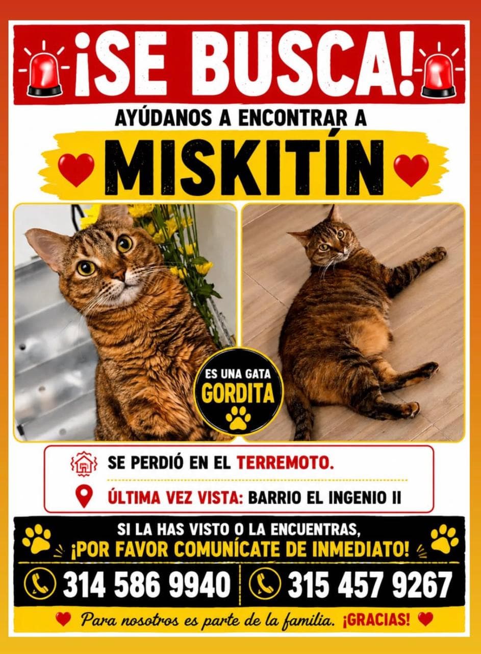 MISKITÍN · Gato marrón atigrado