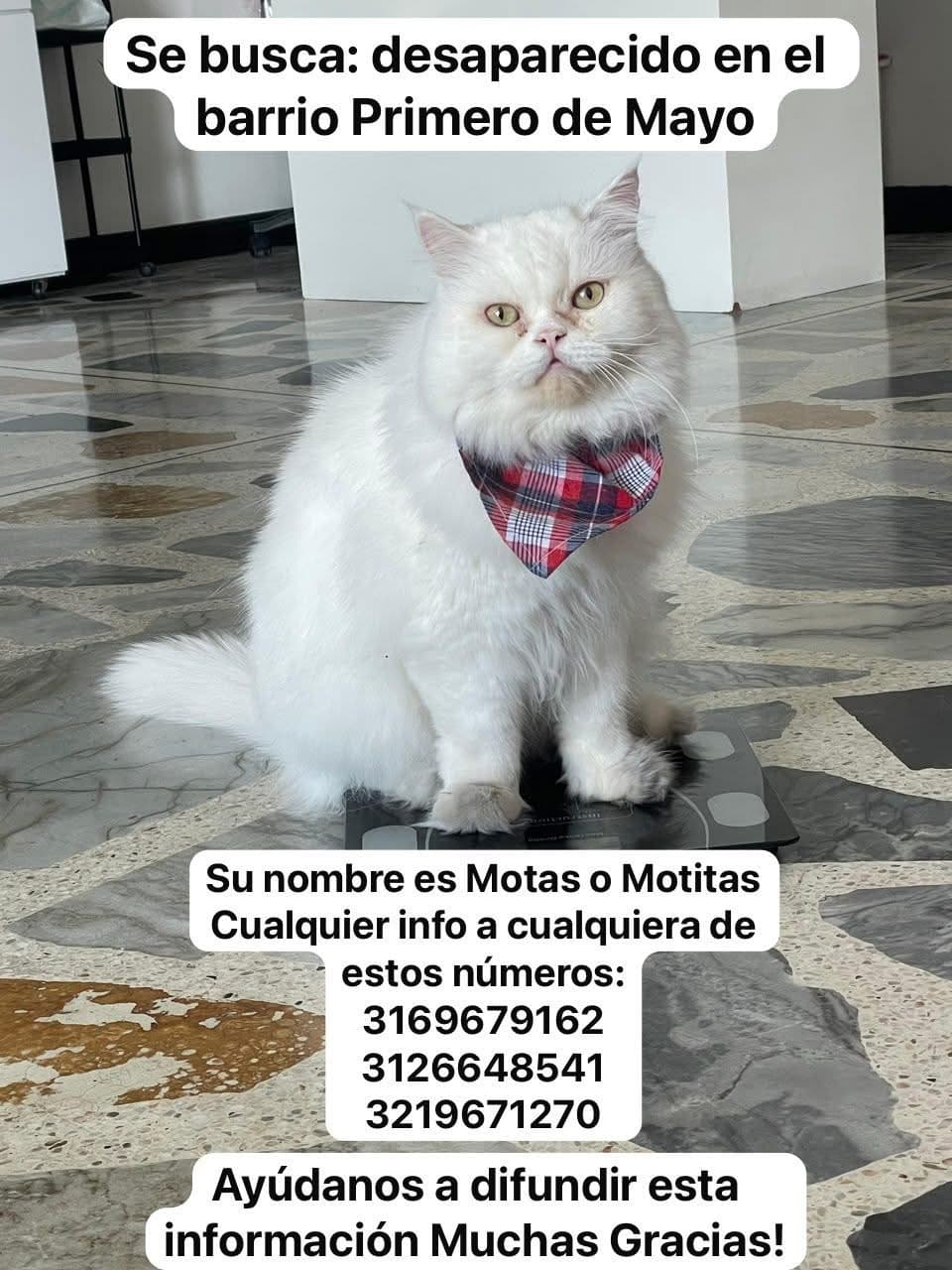 Motas o Motitas · Gato blanco