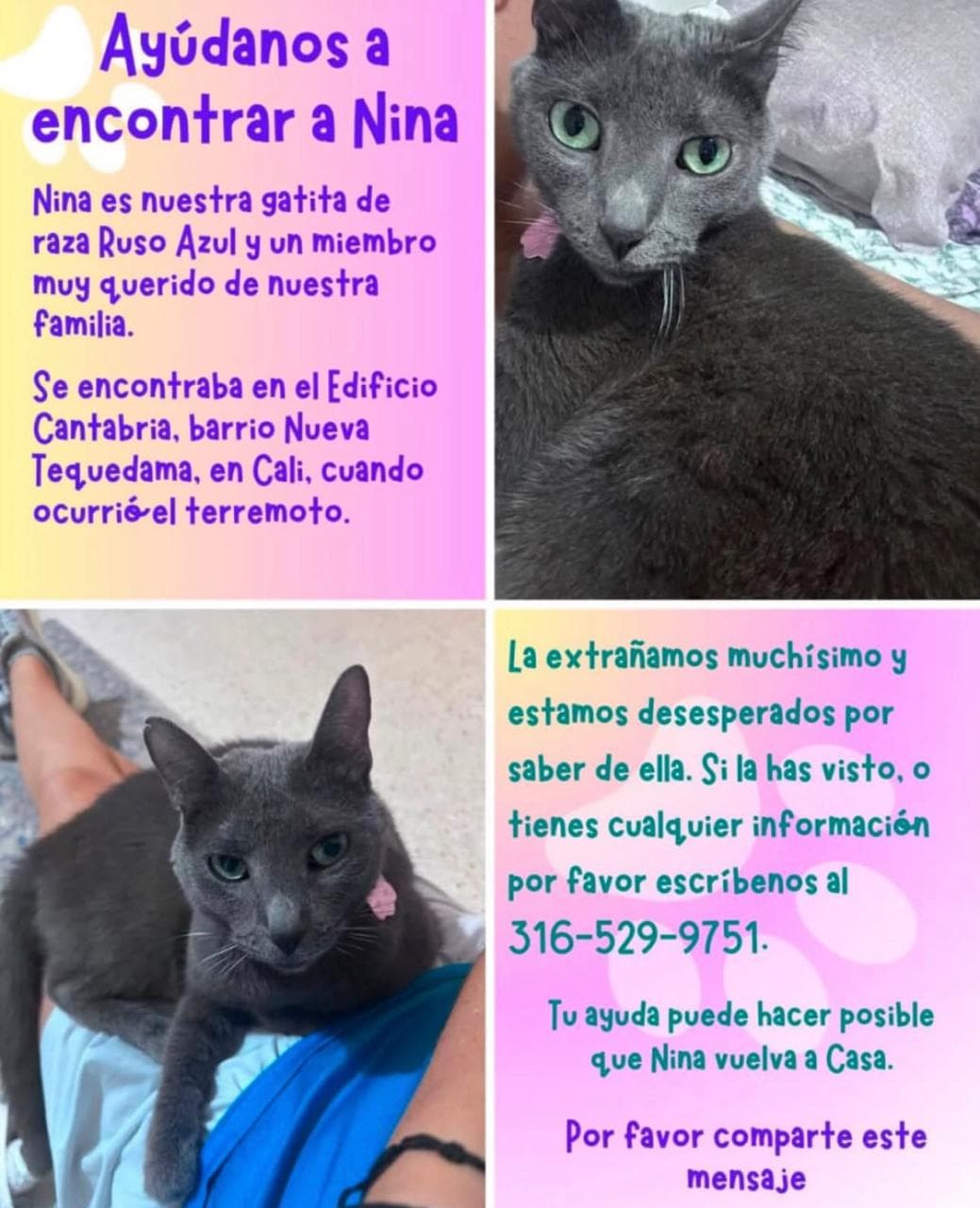 Nina · Gato gris, ruso azul