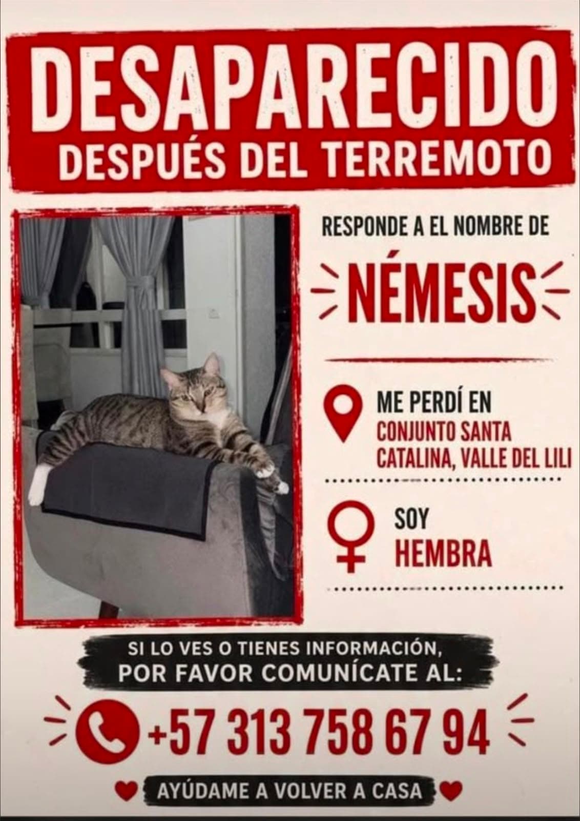 NÉMESIS · Gato gris