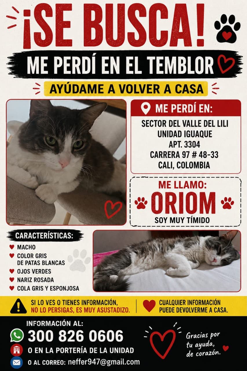 ORIOM · Gato gris