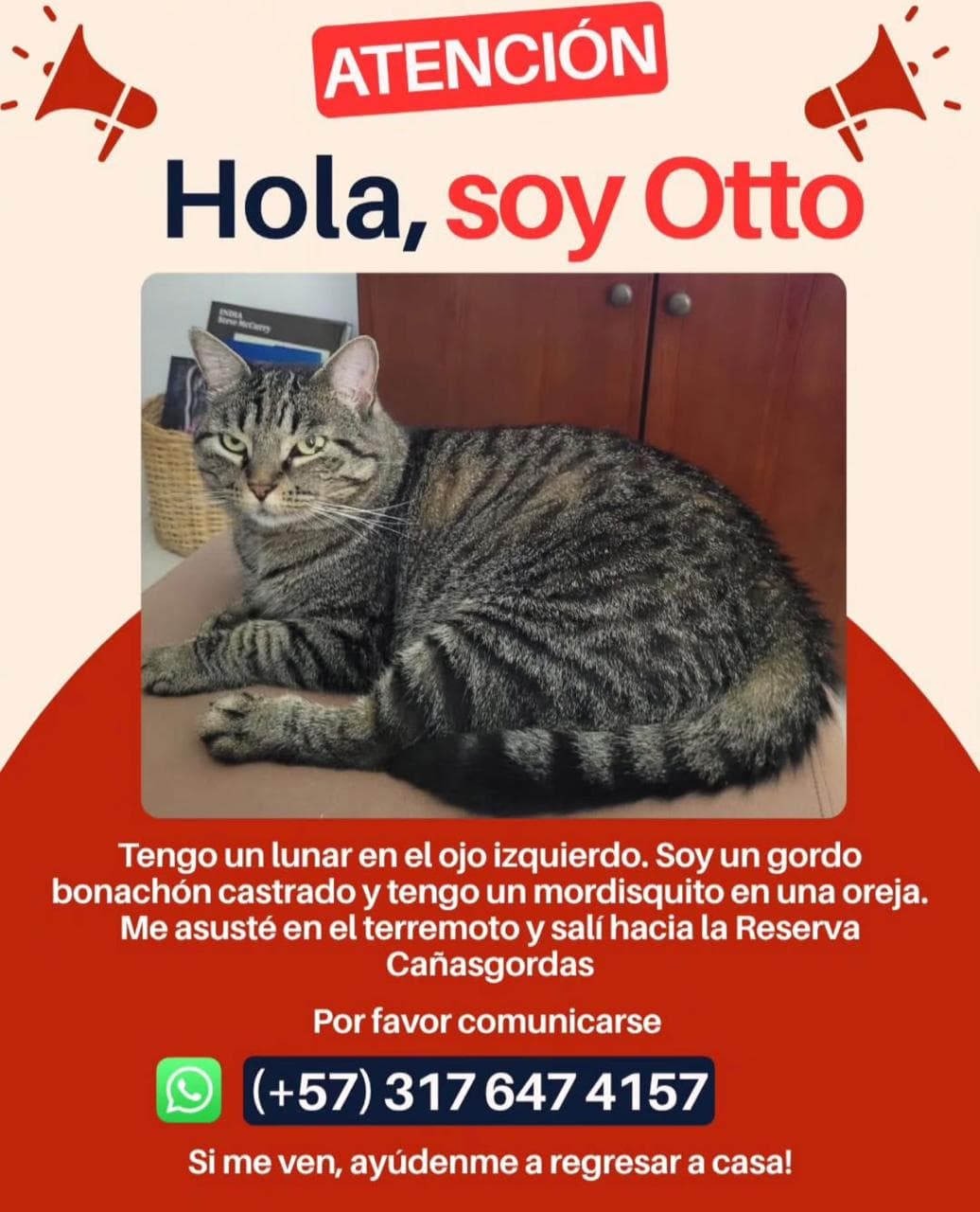 Otto · Gato gris