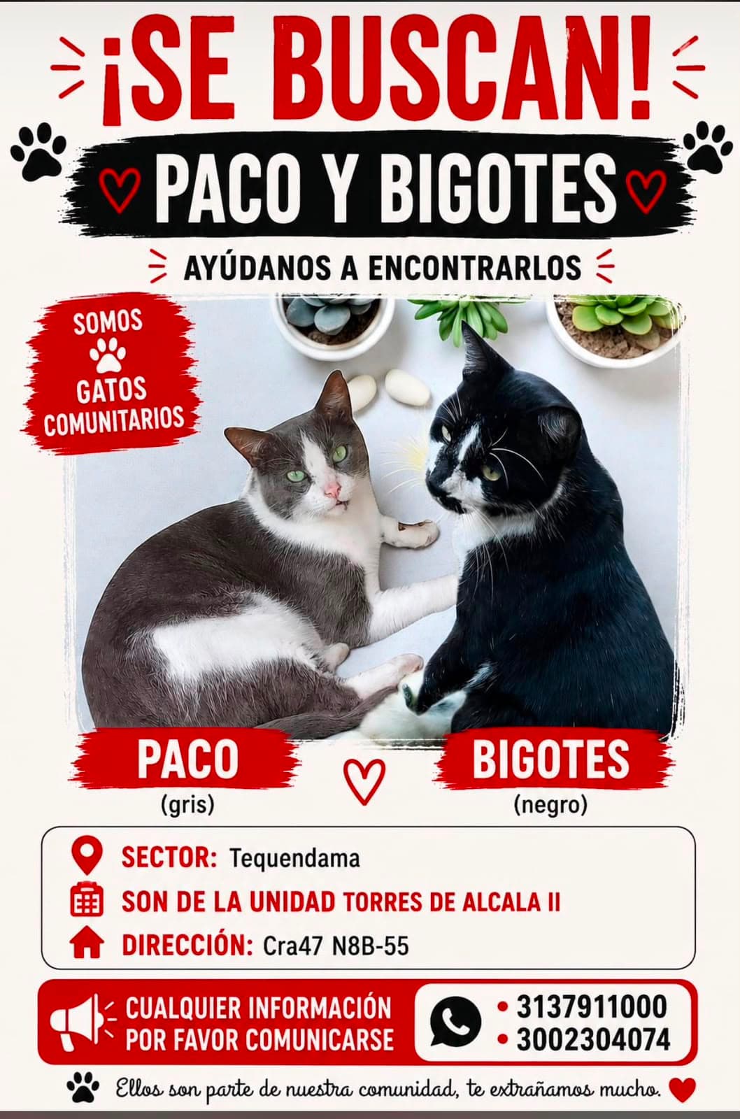 Paco y Bigotes · Gato gris y blanco