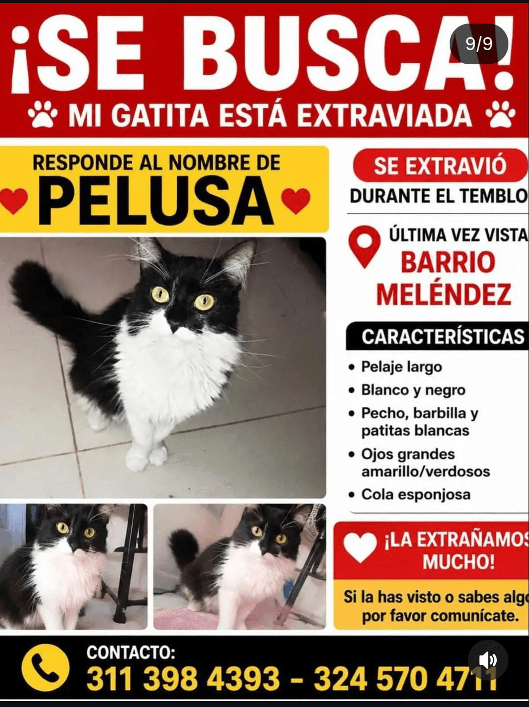 PELUSA · Gato blanco y negro
