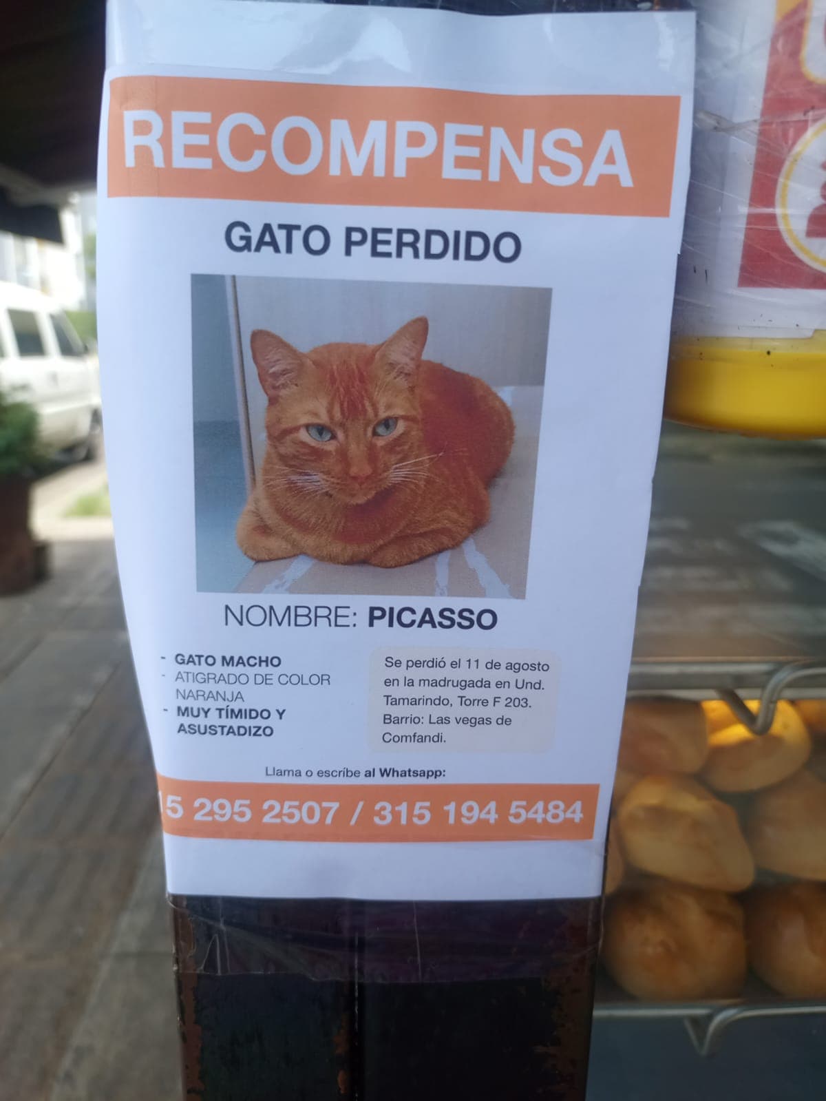 PICASSO · Gato naranja
