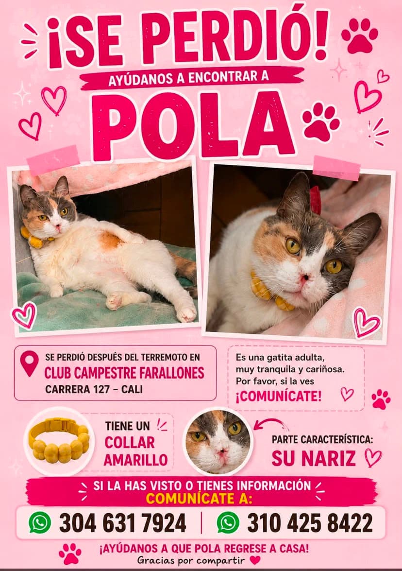 POLA · Gato blanco