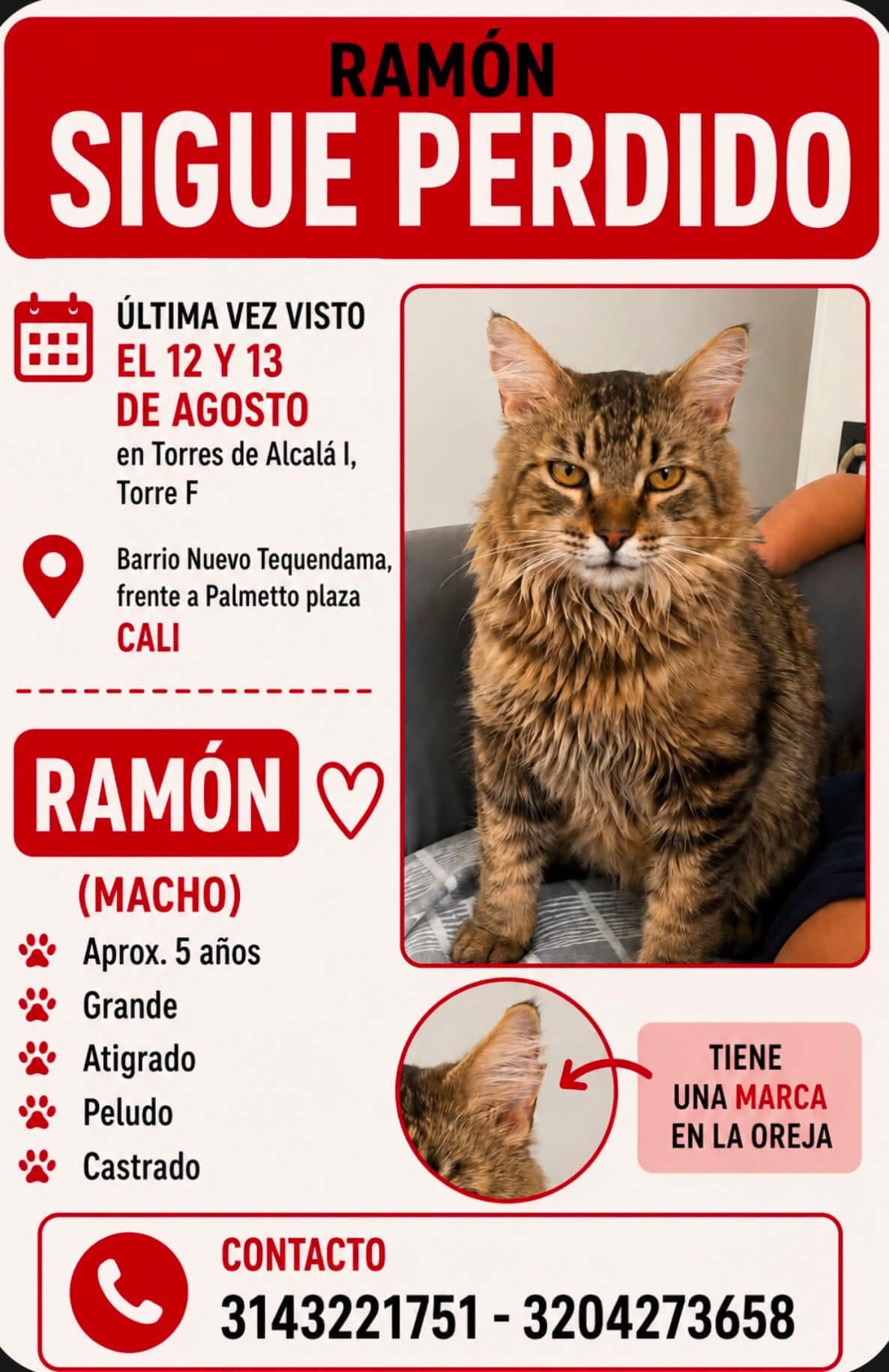 RAMÓN · Gato grande, atigrado
