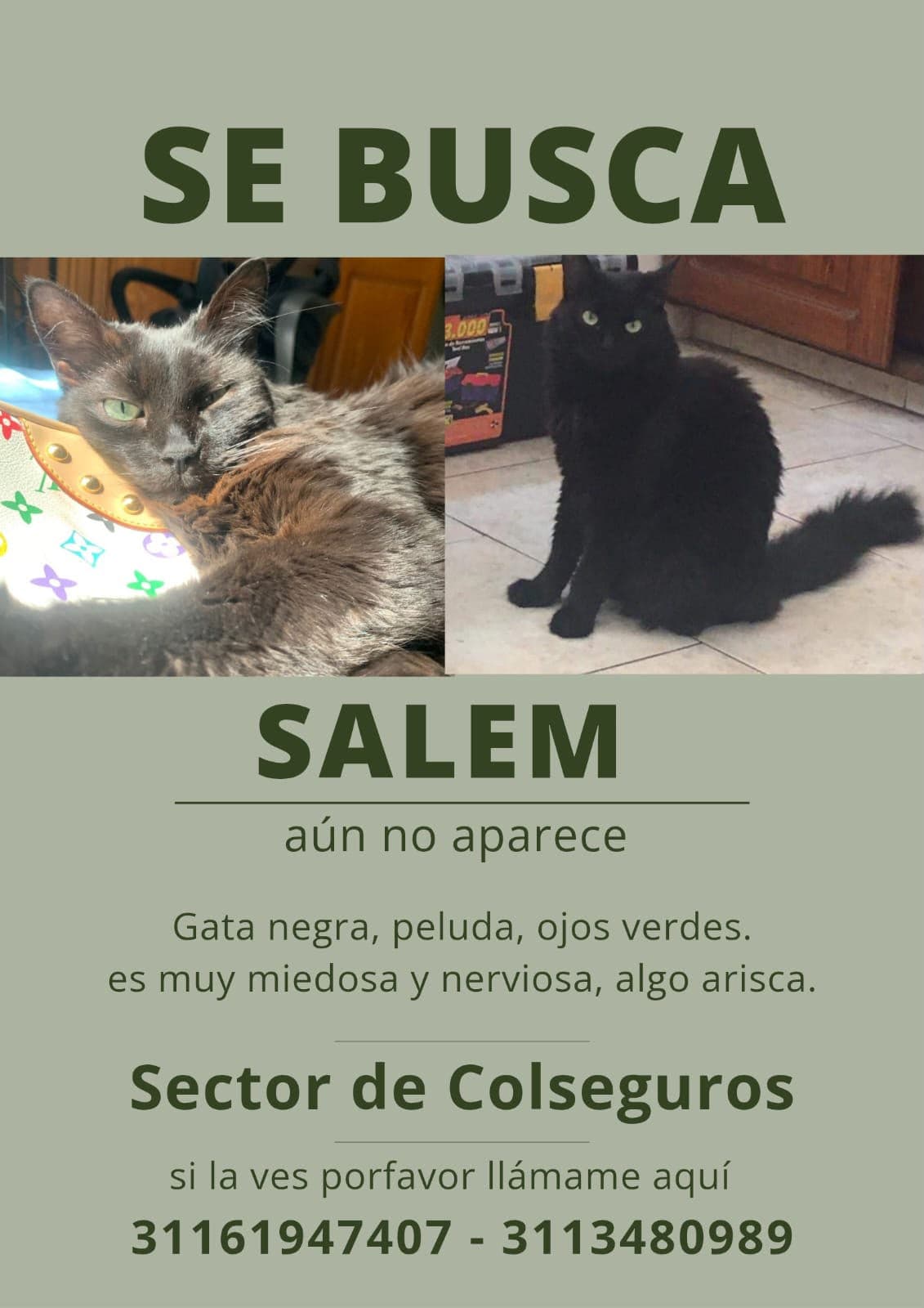 SALEM · Gato negro