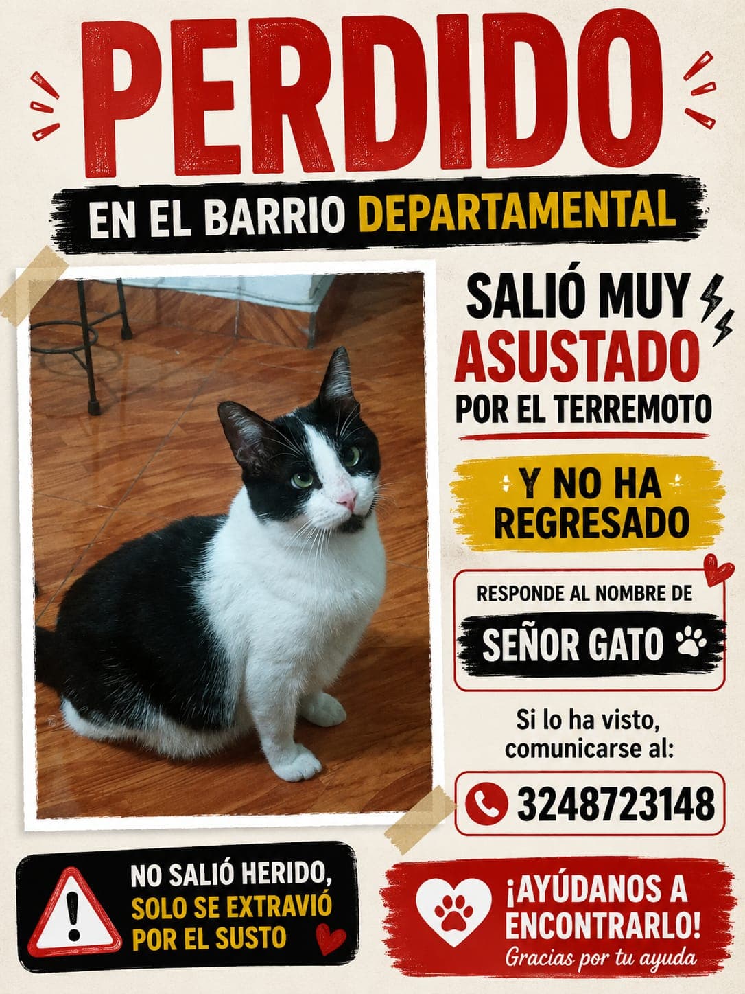 SEÑOR GATO · Gato blanco