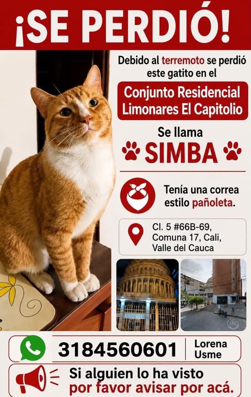 SIMBA · Gato naranja