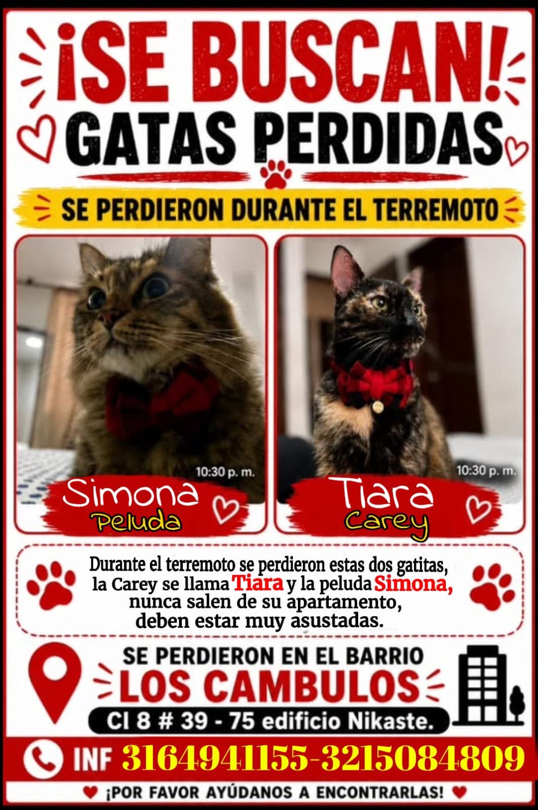 Simona, Tiara · Gato marrón atigrado, negro y naranja atigrado