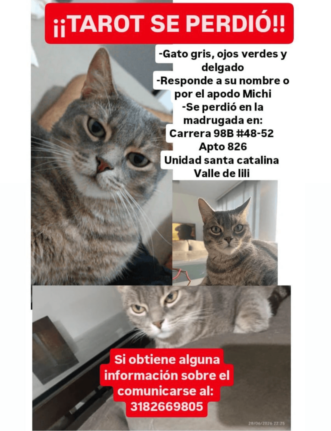 Tarot · Gato gris
