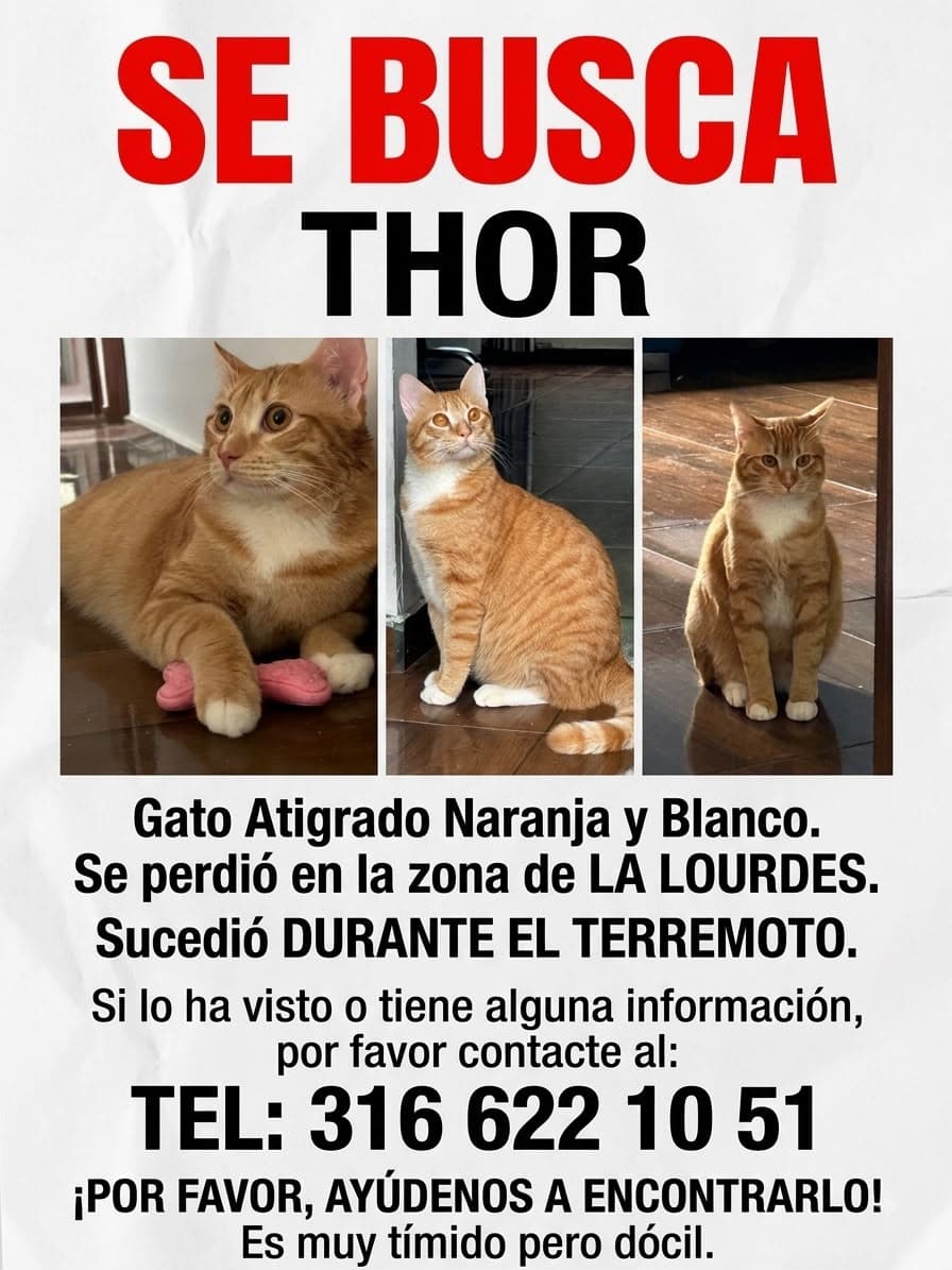 THOR · Gato naranja, atigrado