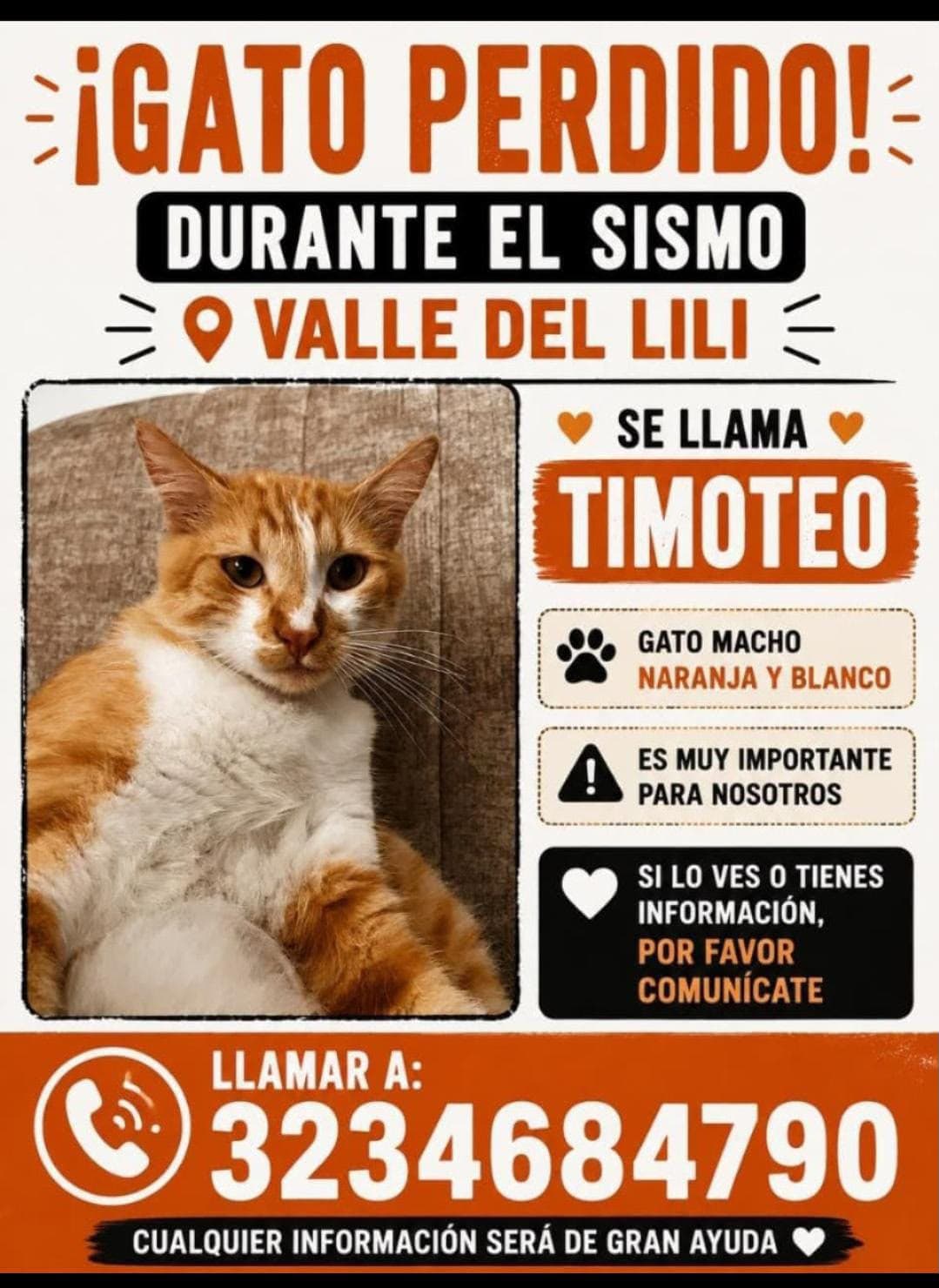 TIMOTEO · Gato naranja