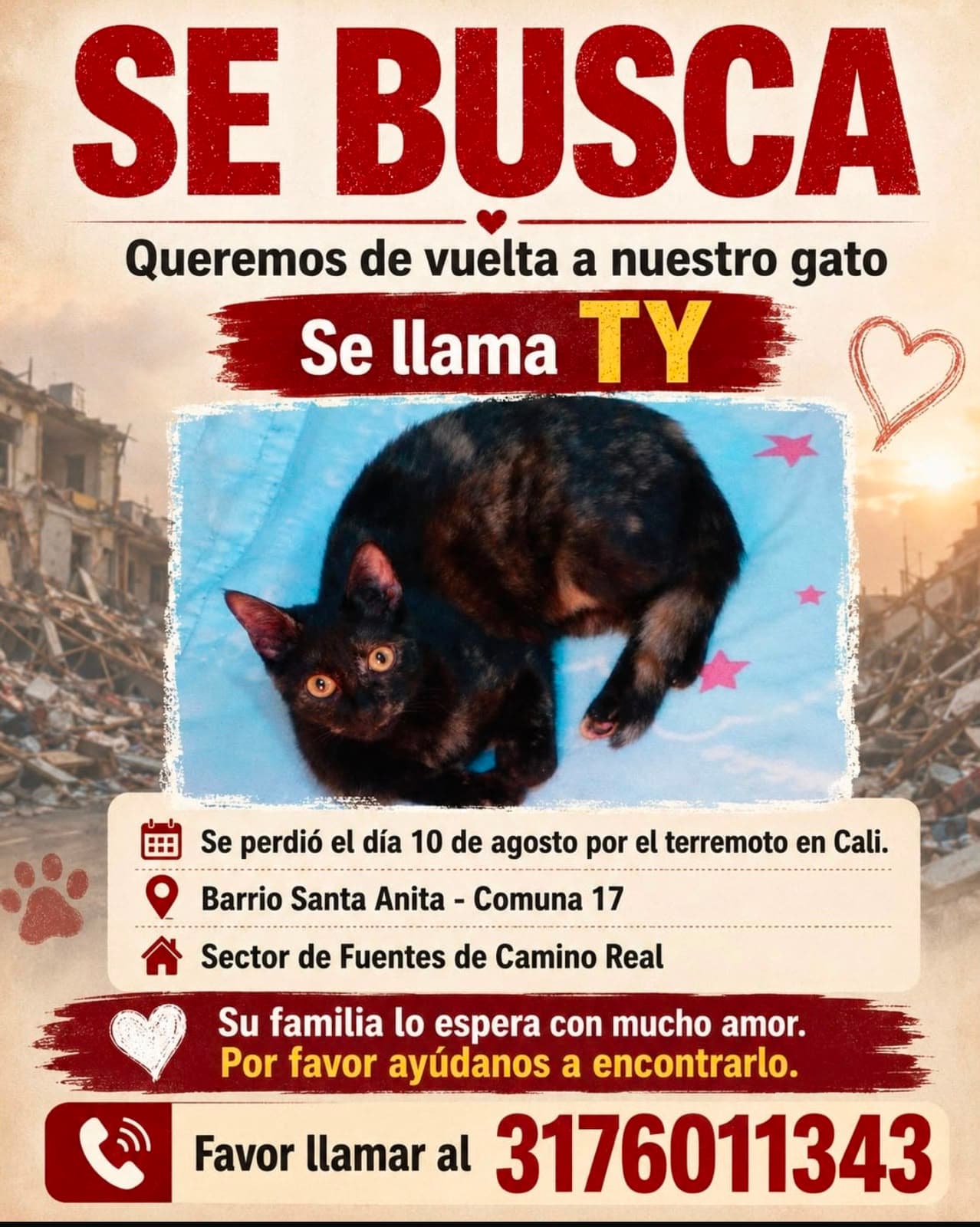 TY · Gato negro