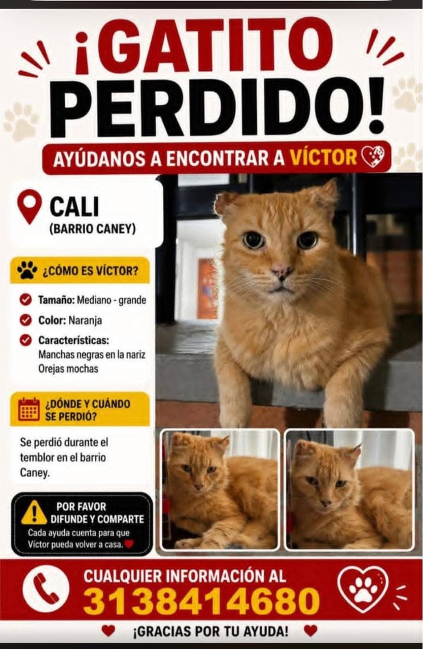 VÍCTOR · Gato mediano, naranja