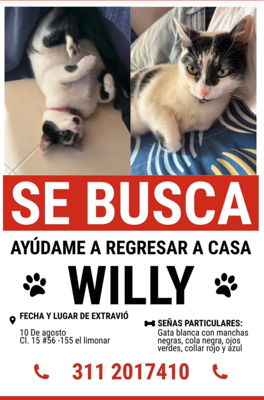 WILLY · Gato blanco