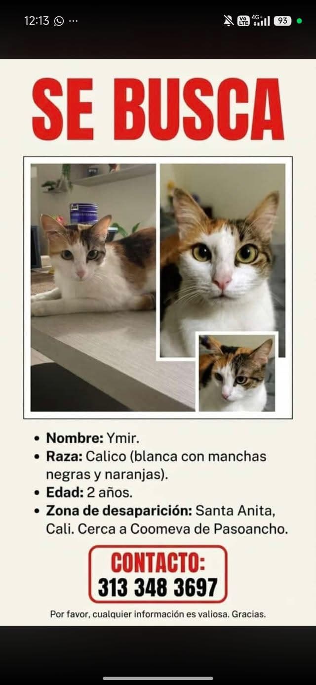 Ymir · Gato blanca, calico
