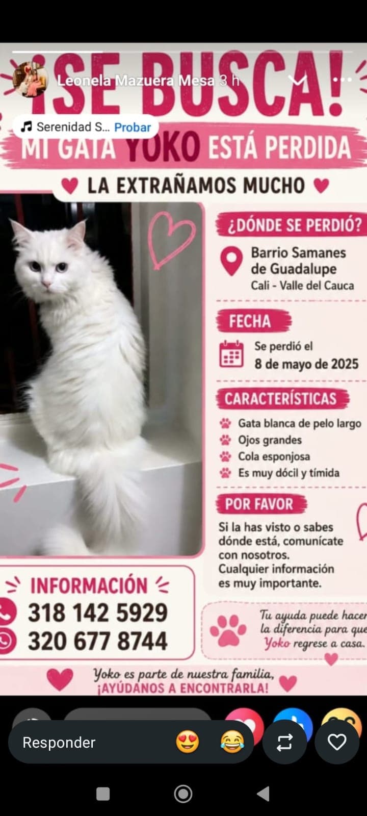 Yuko · Gato blanco